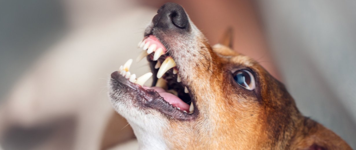 Kind von kleinem Hund ins Gesicht gebissen RPR1.